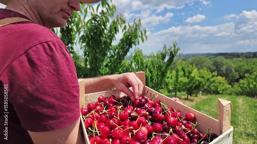 Farmer picking fresh red cherries on a farm.	
