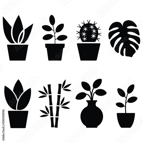 Potted plants and bamboo cactus monstera leaf