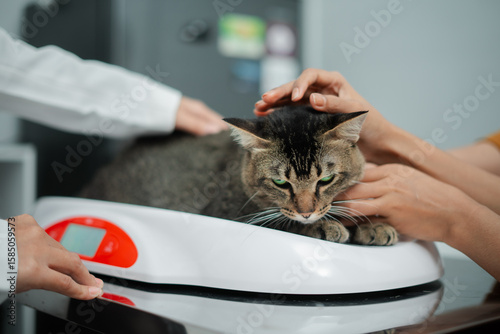 Close-Up of Cat Being Weighed at Veterinary Clinic