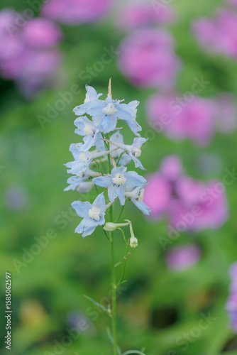 満開のデルフィウム