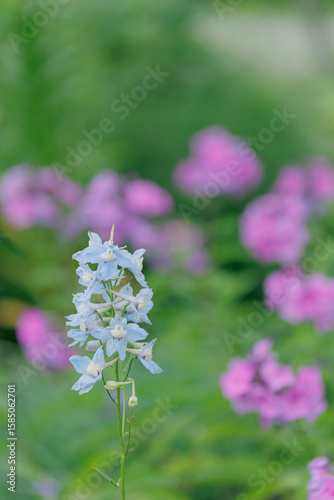 満開のデルフィウム