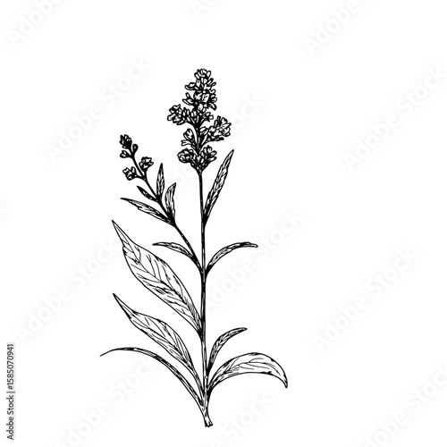 Wildflowers with leaves, black and white sketch. Vector illustration. Wormwood, lavender, meadow flower, isolated on a white background. The theme of nature, spring and summer