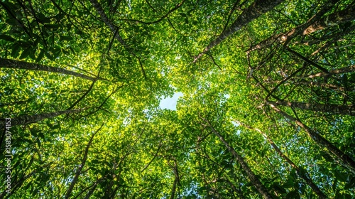 Bottom-up view green mangrove forest canopy. Natural carbon sink fight climate change. Sustainability in carbon-neutral ecosystems.