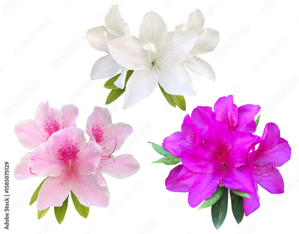 Fototapeta premium 可憐に咲くつつじの花々