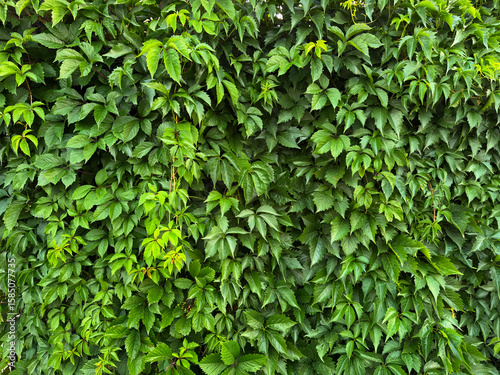 Green leaf wall of dense climbing vines