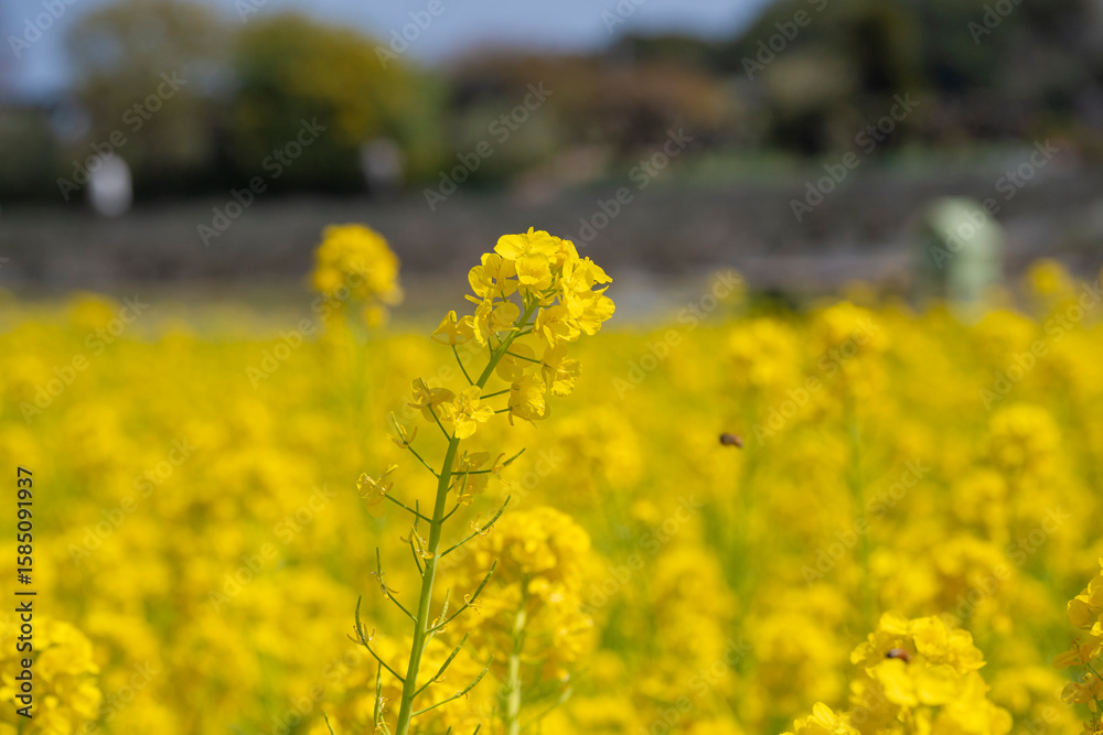 Obraz premium 菜の花畑