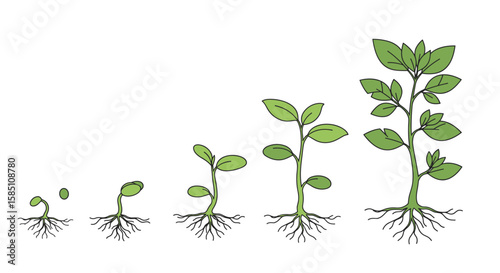 Growth stages of a plant from seedling to full bloom in line art style