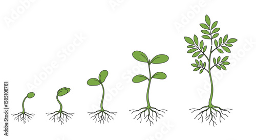 Growth stages of a plant seedling in flat design on white background