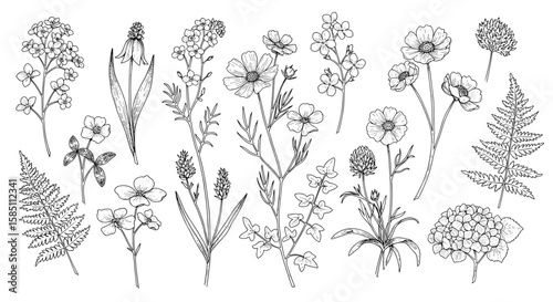 Intricate black and white botanical sketches of various wildflowers and ferns