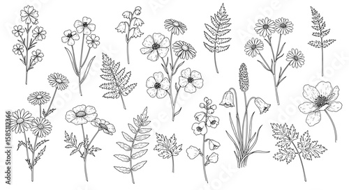 Black and white hand drawn wildflowers and leaves collection