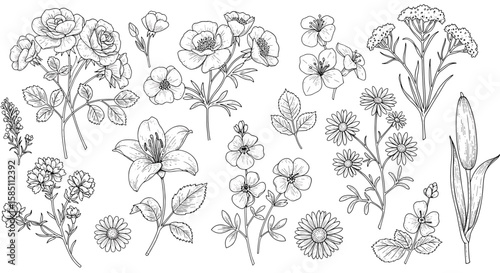 Detailed botanical sketches of various flowers and leaves in black and white