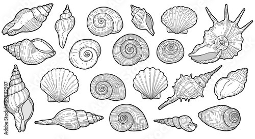 Hand drawn seashell collection with intricate patterns and details
