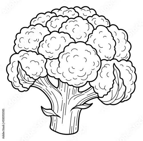 Detailed Outline Drawing of a Cauliflower with Stem and Leaves