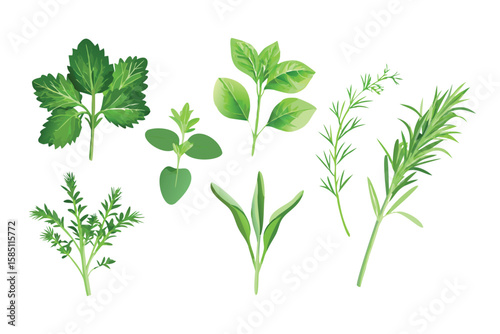 Photorealistic Fresh Herbs Vector Set. Realistic Rosemary, Basil, and Mint with Gradient Mesh Shading