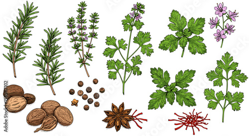 Aromatic culinary herbs and spices collection in detailed line art style