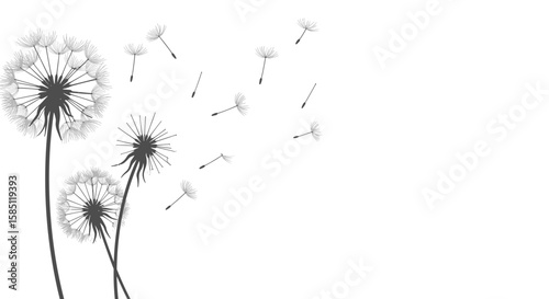 Elegant black and white dandelion silhouette with blowing seeds on minimalist background