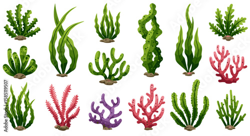 Colorful underwater seaweed and coral collection on white background