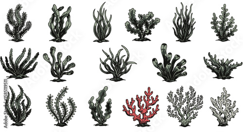 Various seaweed plants in vintage hand-drawn style