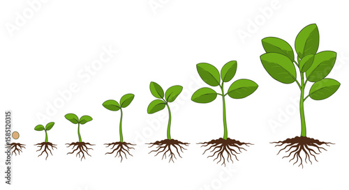 Growth stages of plant from seedling to mature tree in detailed illustration