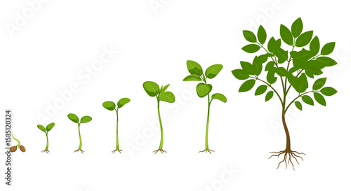 Plant growth stages from seedling to mature tree on white background