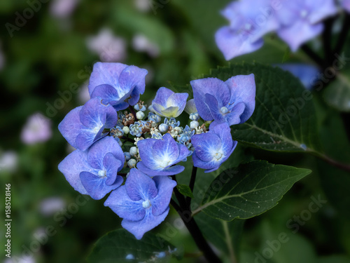 Closeup of flower head of Hydrangea macrophylla 'Zorro' in a garden in summer