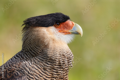 Profile of a Crested Caracara