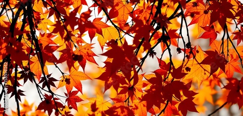 Elegant silhouettes of autumn leaves, perfect for seasonal designs, woodland, pattern