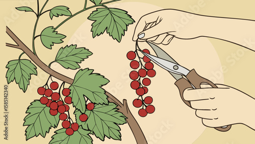 Illustration of harvesting red currants with scissors from a bush in a garden for fresh eating
