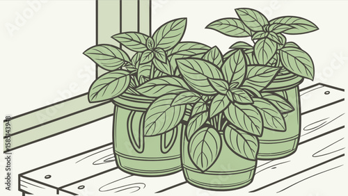 Growing basil plants indoors in pots on window sill for fresh herbs and home gardening illustration