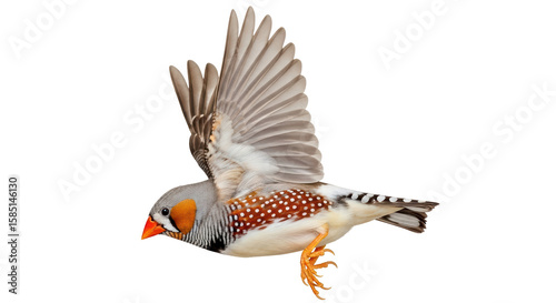 Photos Isolated Zebra Finch