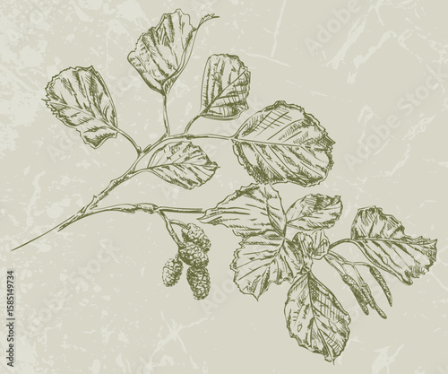 Alder Tree Branch Hand Drawn Pen and Ink Illustration