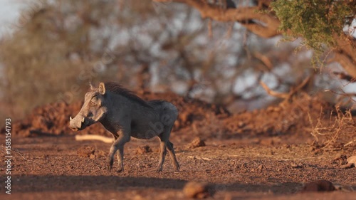 A young warthog walking through the dry landscape in golden light towards the camera. Filmed from a low angle in Mashatu Game Reserve.
