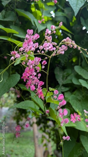 Close-up of pink flowering plant in nature beautiful