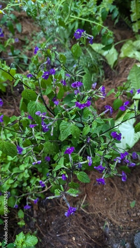 purple flowers in the garden cafe canggu nature