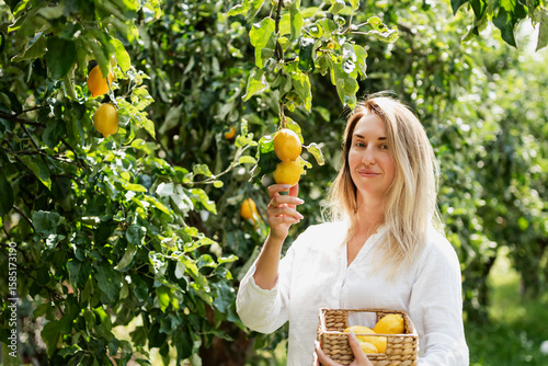 Portrait of cheerful woman picking ripe yellow lemons from tree while holding basket filled with citrus fruit. organic farming, healthy lifestyle, local produce, and sustainable agriculture.