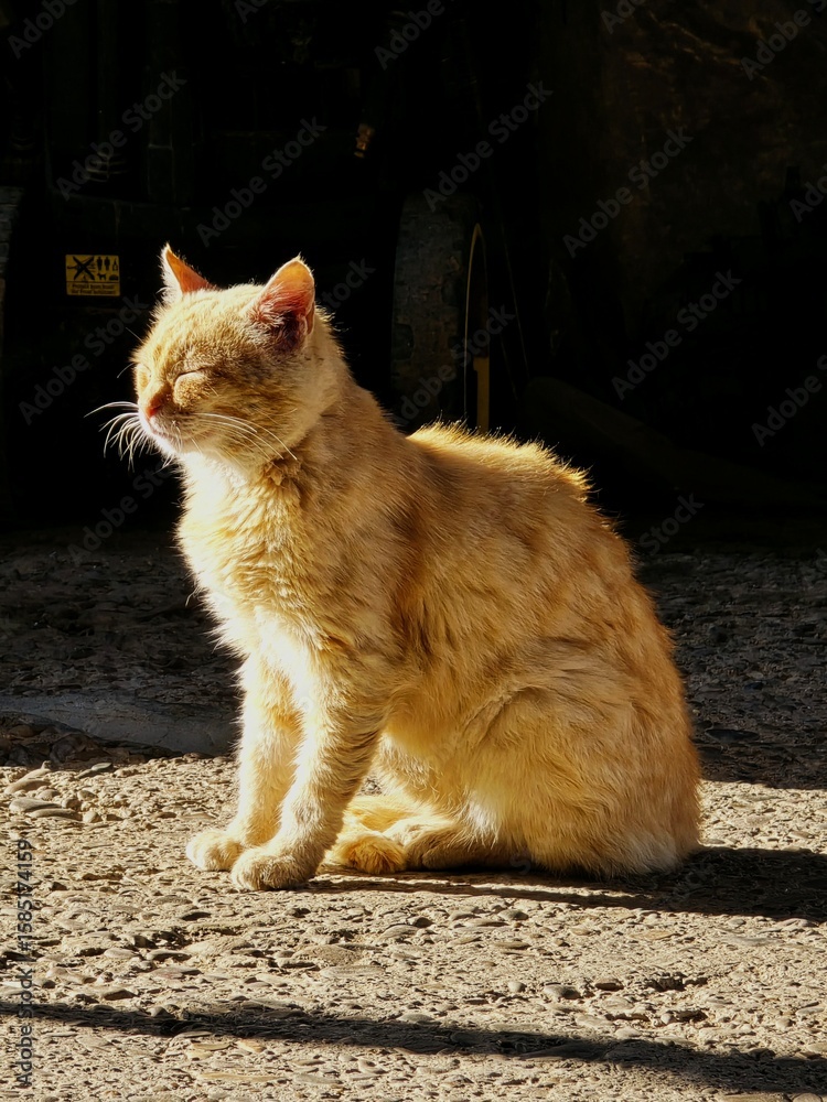 Fototapeta premium cat on the wall