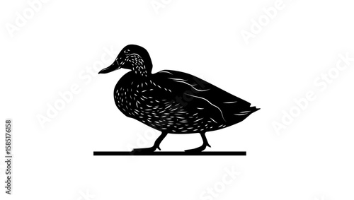 American Black Duck, black isolated silhouette