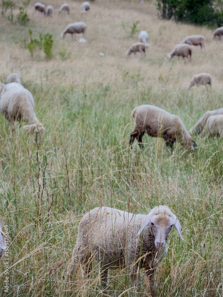 Obraz premium Sheep are grazing in the field.