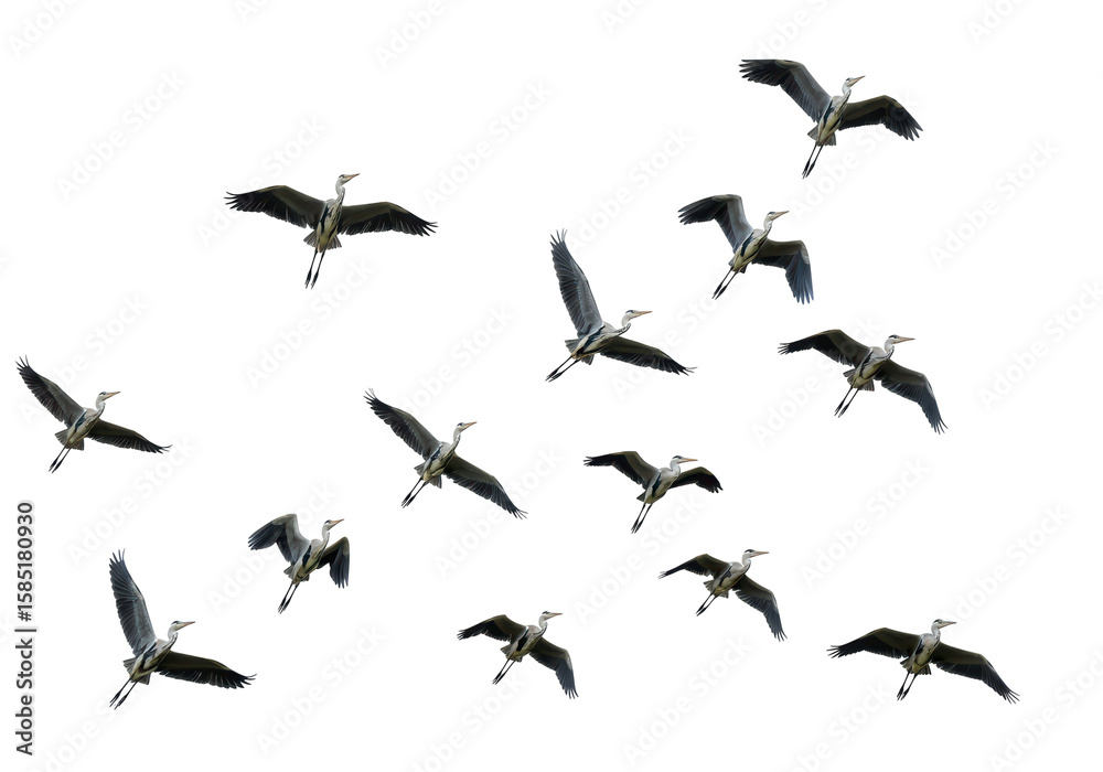 Fototapeta premium Isolated Heron Flight Graceful Formation Ornithology