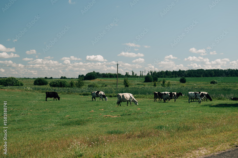 Fototapeta premium cows are grazing in the field