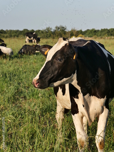 Prim holstein cow in green pasture in summer, dairy cattle lying in the green grass