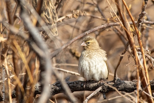 South African birds - female southern red bishop