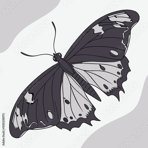 Elegant Detailed Illustration of a Dark Winged Butterfly on a Light Gray Background