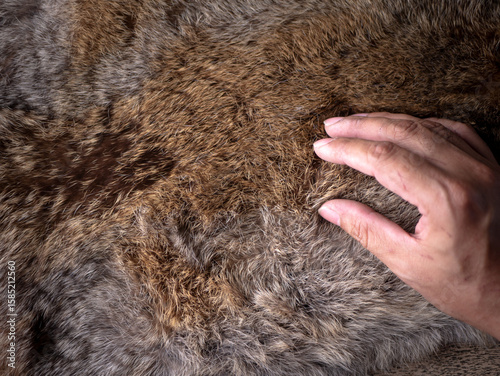 Wallpaper Mural Man hand softly touching Red Brown Animal Wildlife fur hair textured Concept Background. Torontodigital.ca