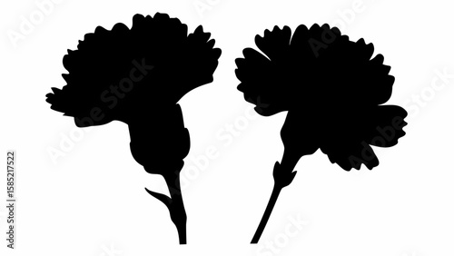 Silhouette depiction of two carnation flowers with detailed petal arrangements and slender stems shown