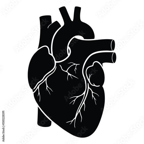 Monochrome human heart illustration with veins and arteries on a white background