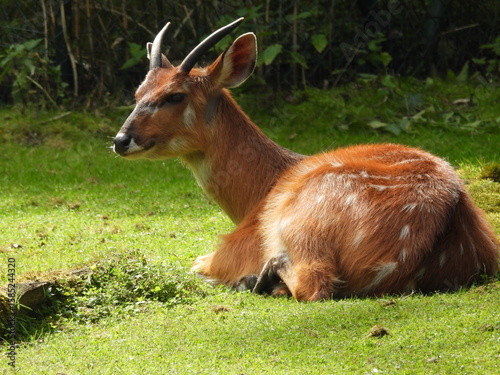 Fototapeta Naklejka Na Ścianę i Meble -  Antylopa zwierzę występujące na sawannach Afryki
