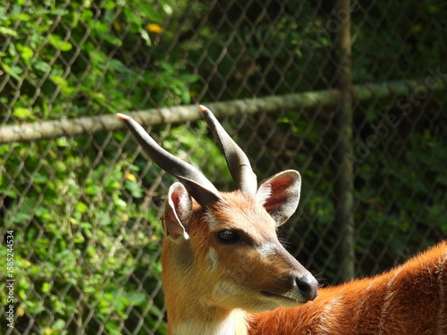 Fototapeta Naklejka Na Ścianę i Meble -  Antylopa zwierzę występujące w afryce