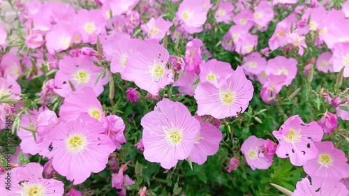 Pink delicate flowers with yellow centers sway in the wind
