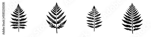 Detailed representation of four black fern leaf silhouettes on a clean white background